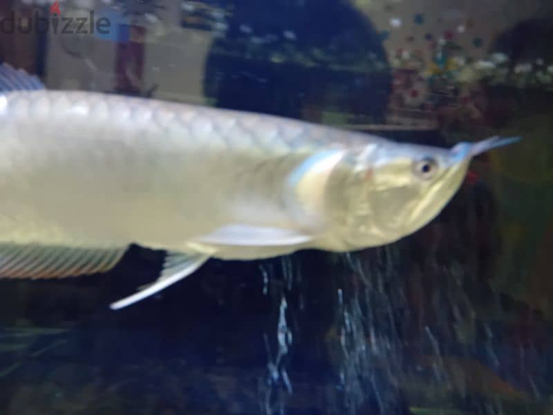 SILVER AROWNA FISH negotiable 2