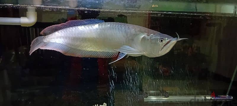 SILVER AROWNA FISH negotiable 3