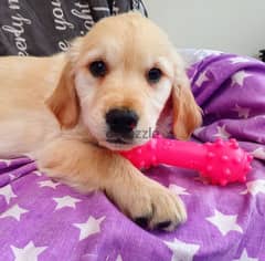 whatsapp me +96555207281 Golden Retriever puppies for sale