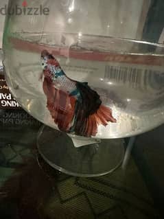 couple beta fish orange male dark green female