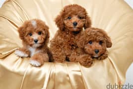 Whatsapp me +96555207281 Toy poodle puppies for sale