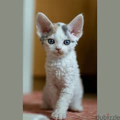 Whatsapp me +96555207281 Devon Rex kittens for sale 0