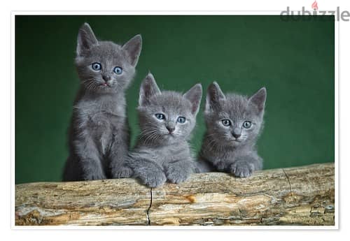 Whatsapp me +96555207281 Russian Blue kittens for sale 1