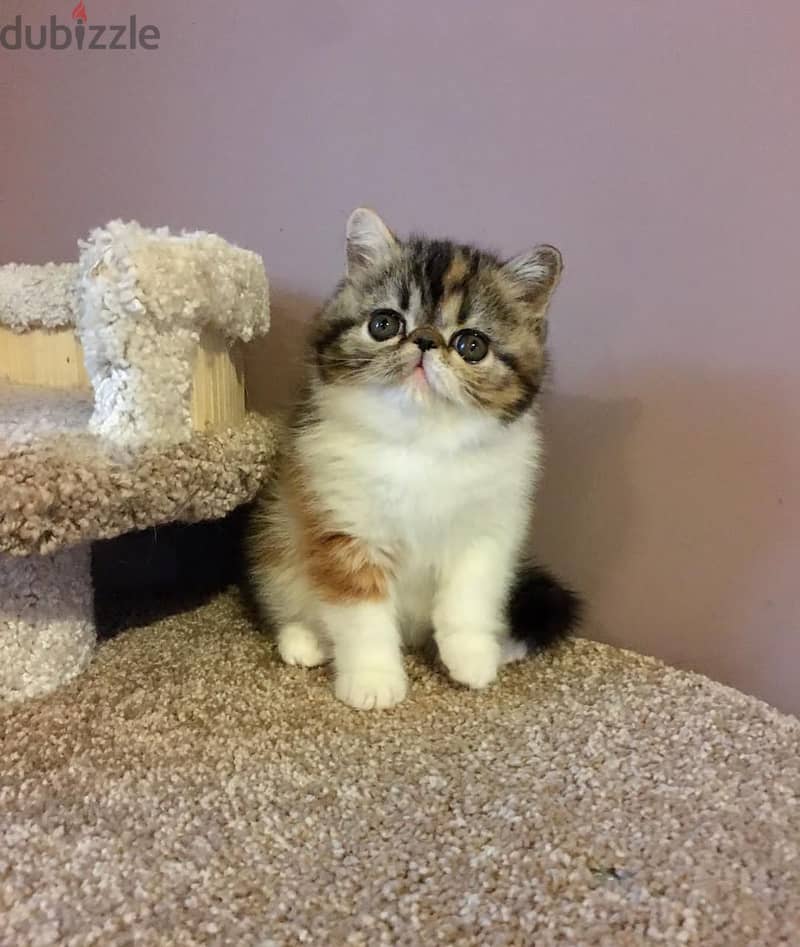 Whatsapp me +96555207281 Exotic Shorthair kittens for sale 1