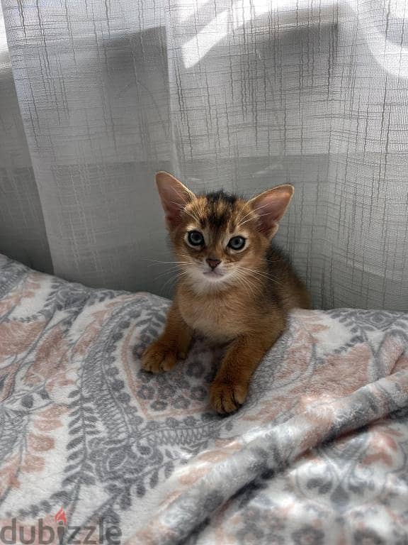 Whatsapp me +96555207281 Abyssinian kittens for sale 1