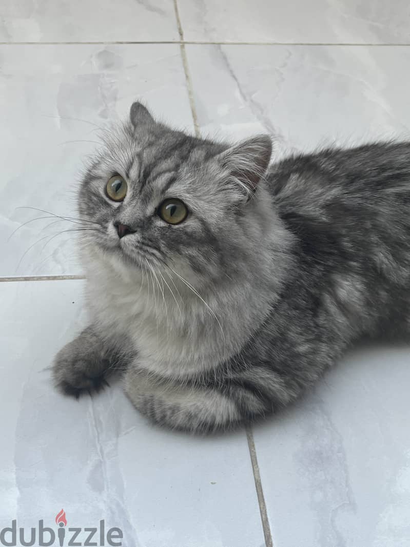 Persian Mix Lost Cat - Free Adoption 1