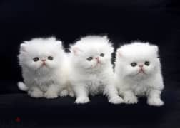 Whatsapp me +96555207281 White persian kittens for sale