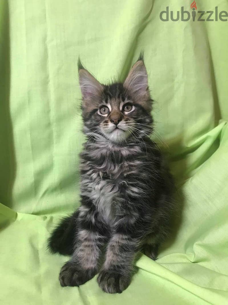 Whatsapp me +96555207281 Maine Coon kittens for sale 1