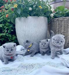 Whatsapp me +96555207281 British shorthair kittens for sale