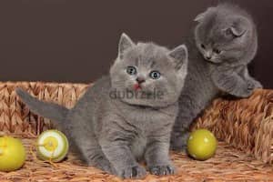 Whatsapp me +96555207281 British shorthair kittens for sale 1