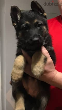 Whatsapp me +96555207281 German Shepherd puppies for sale 0