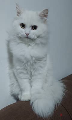 For Sale Persian Cat