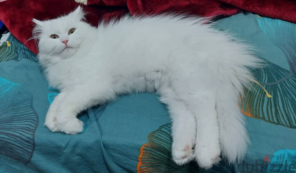 For Sale Persian Cat 1