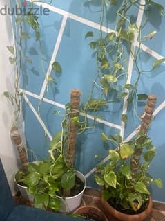 money plant for sale