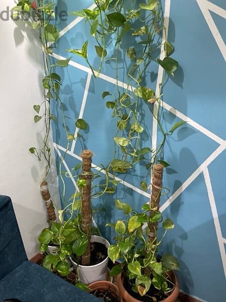 money plant for sale 1