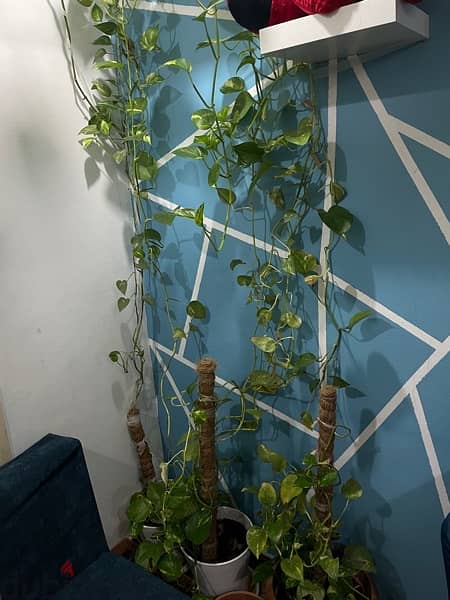 money plant for sale 4