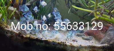 Homebreed polar blue, polar white and Green zebra fish