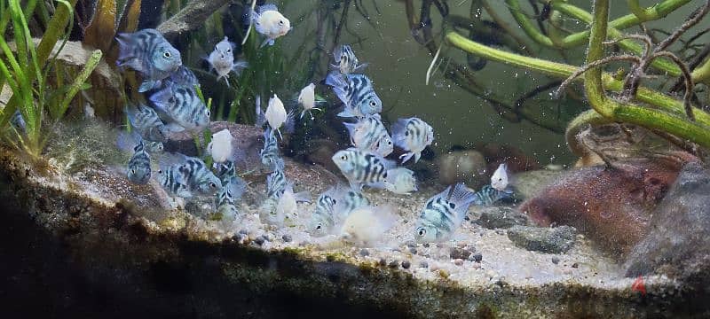 Homebreed polar blue, polar white and Green zebra fish 2