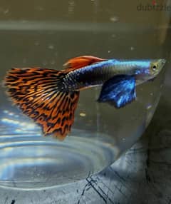 Guppies for sale