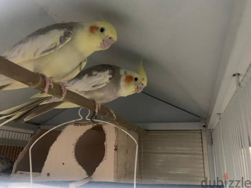 Pair Cockaetail For sale and also bird cage 0