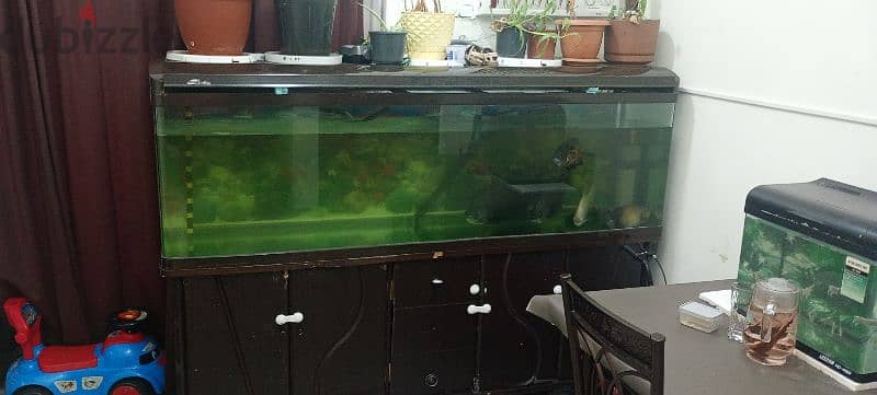 Black  pacu , Tiger Oscar, sucker fishes for sale 1