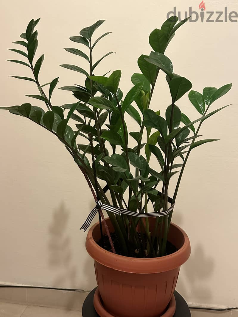 House plants 3