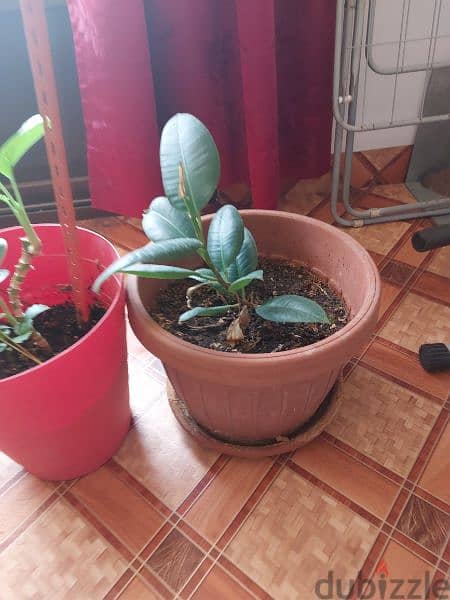 Rubber plant with pot. 2