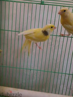 Canary for sale 0