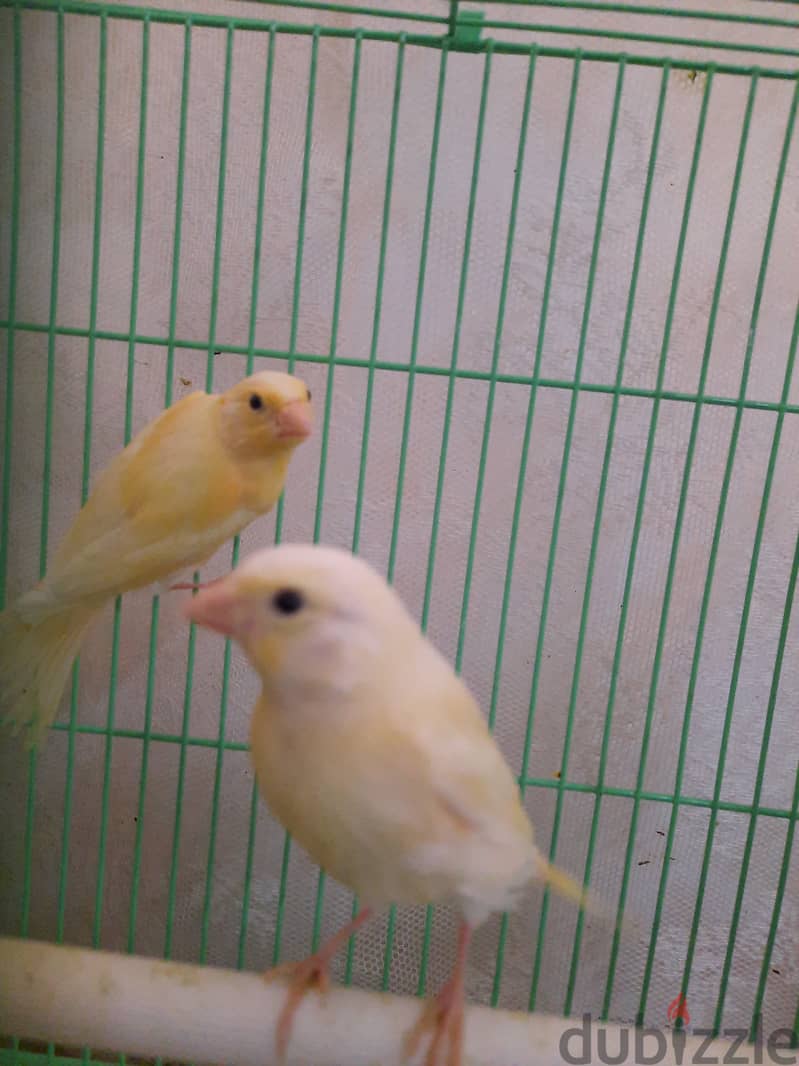 Canary for sale 1