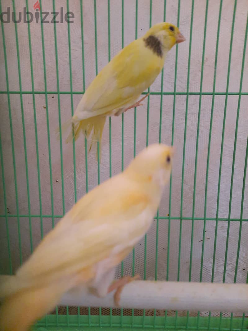 Canary for sale 2