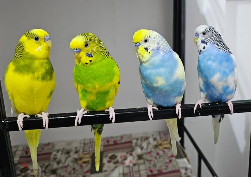 Budgies 1