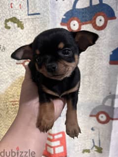 Chihuahua