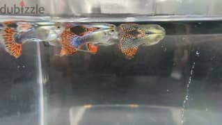 30+Dumbo guppy for sale 0