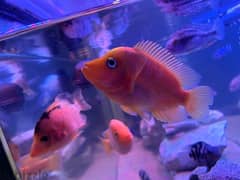 4 cichlids for sale in a great health