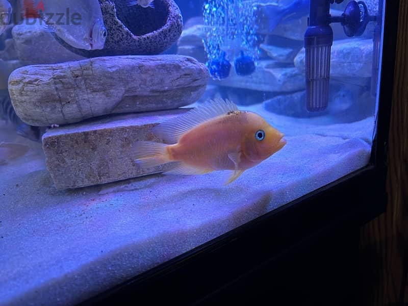 4 cichlids for sale in a great health 1