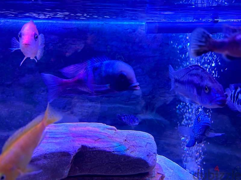 4 cichlids for sale in a great health 2