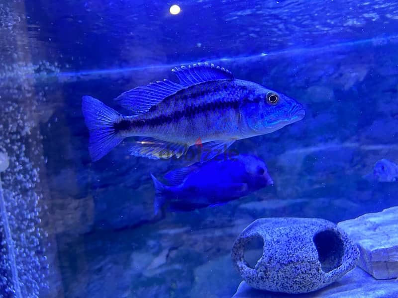 4 cichlids for sale in a great health 3