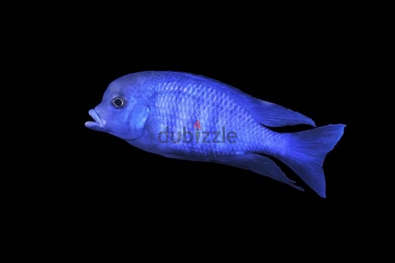 4 cichlids for sale in a great health 4