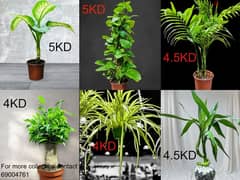 plants for sale