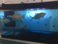 60x30x30cm AQUARIUM with 5 big KOI 0