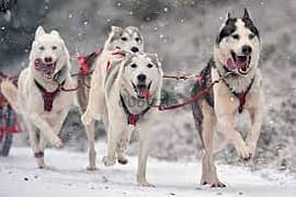 Husky Dogs