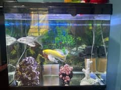 aquarium for sale 0