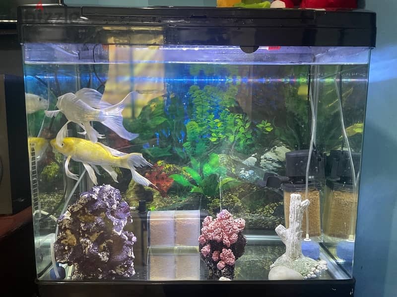 aquarium for sale 1