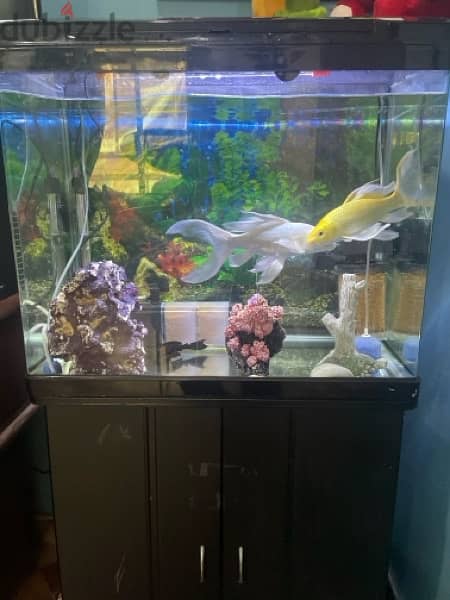 aquarium for sale 2