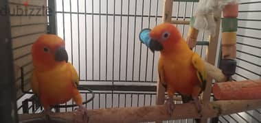 sun conure 0