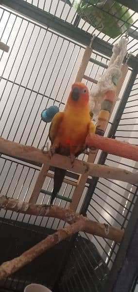 sun conure 1