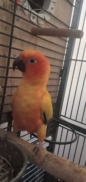 sun conure 2