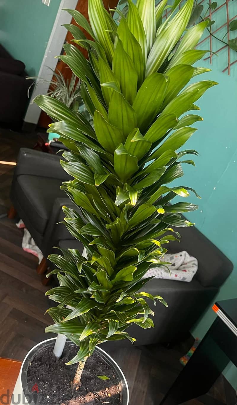 Dracaena Compacta 1