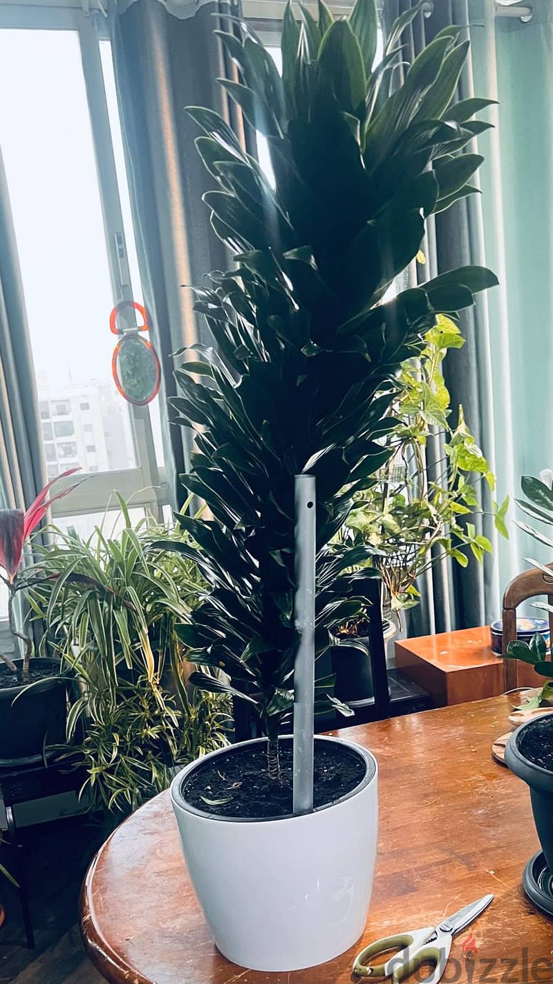 Dracaena Compacta 3