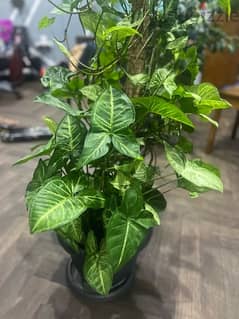 ArrowHead Plant